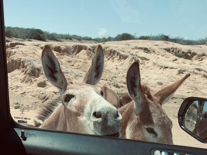 Two burros standing at the car window on the dirt road to the East Cape, Baja California Sur