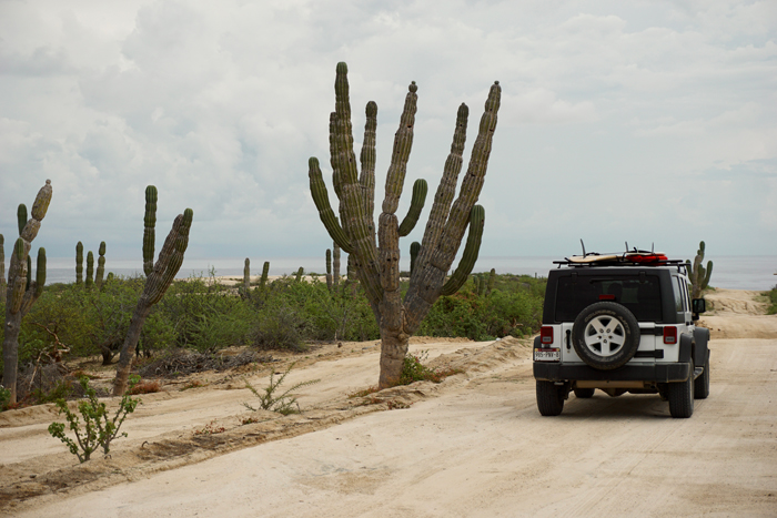 Jeep with surfboards on the roof driving past cardón cactus on the dirt road to the East Cape